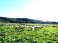 Inmueble destacado de Inmobiliaria Alcudia